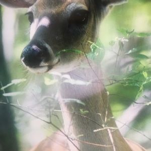 Meet your Posher, Dane